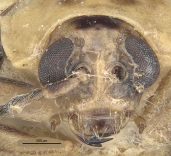 Media type: image; Entomology 29047   Aspect: head frontal view